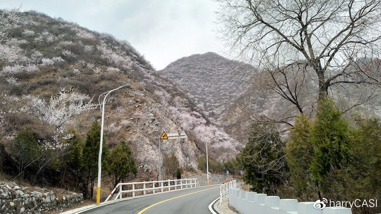 范崎路桃花林